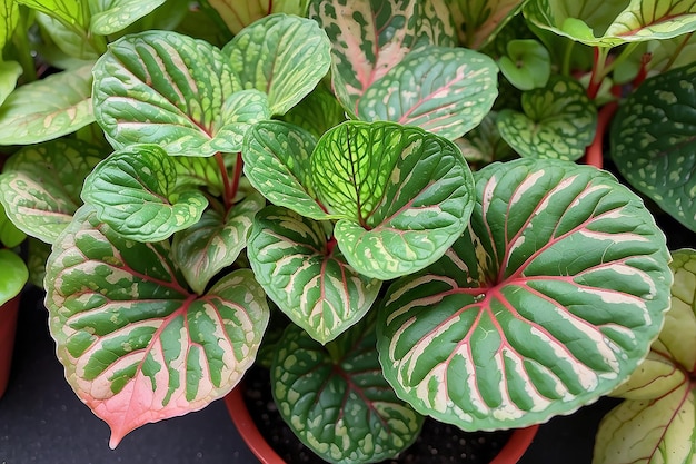 Photo fittonia leaf veined green with red veins