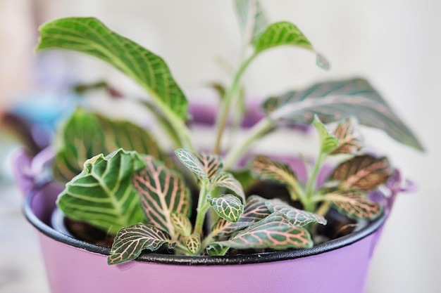 Fittonia whiteveined in pink pot in the home kitchen Close up