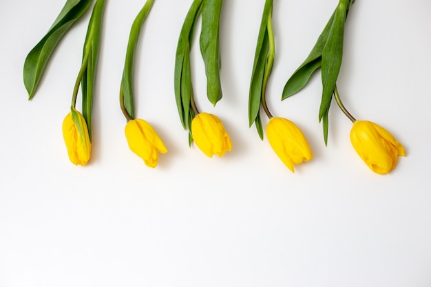 Five buds of yellow tulips lie on a white background at the top of the frame smoothly, rhythmically