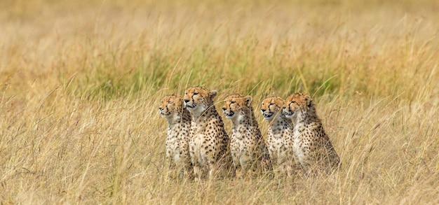 Five cheetahs in the savannah.