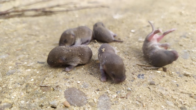 Five or more newborn gray mice lie on the ground