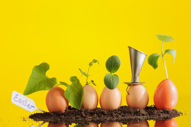 Five organic seedling plants in eggshells on yellow background eco gardening