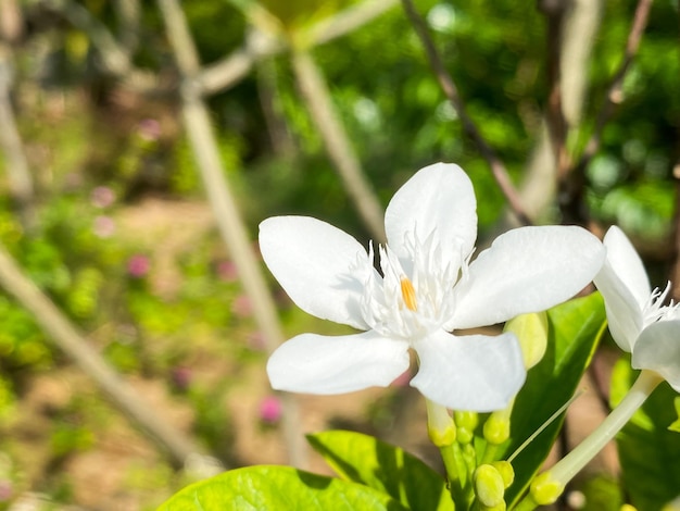 Five-petaled white jasmine flowers are blooming,white color,small five petals with yellow pollen