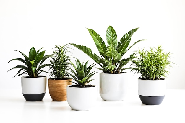 Five potted plants with white background