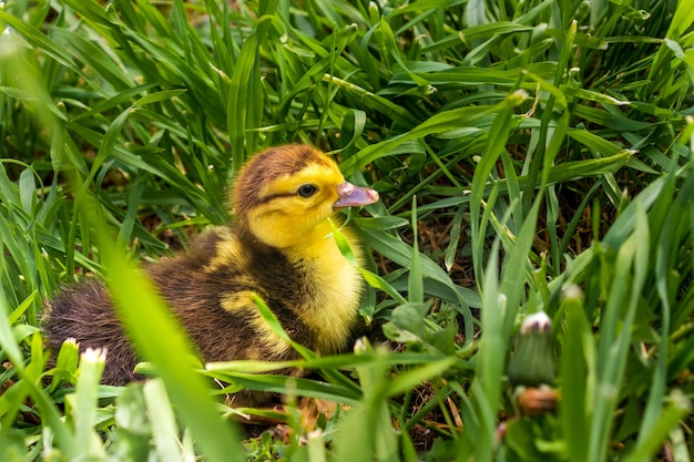 Five small ducklings outdoor in on green grass