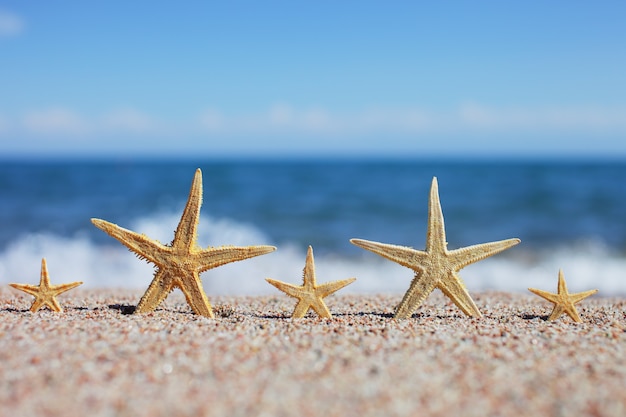 Five starfish on a sandy beach.