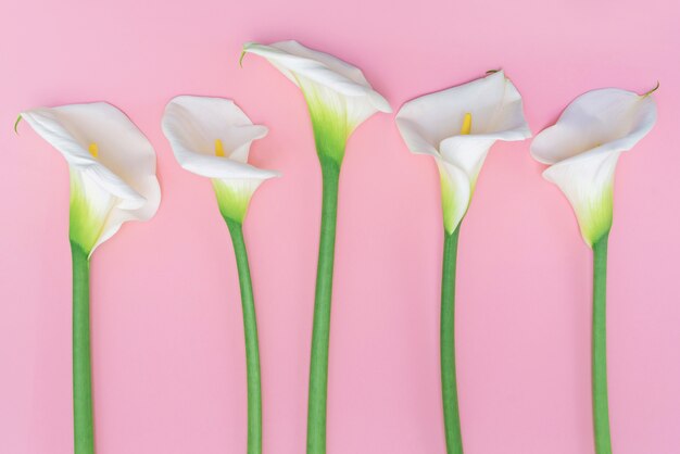 Five white calla lilly flowers on pink wall.