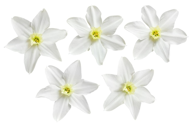 Five white daffodil flower isolated on a white background Design elements