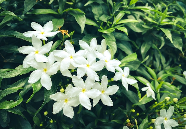 Fivepetaled white jasmine flowers are bloomingwhite colorsmall five petals with yellow pollen