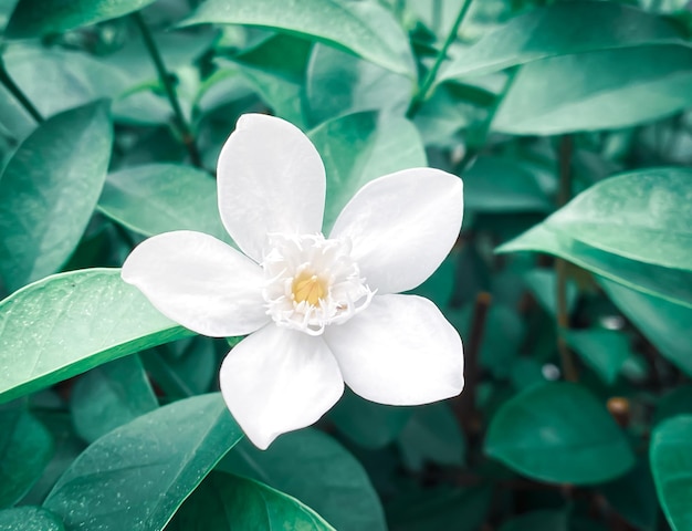 Fivepetaled white jasmine flowers are bloomingwhite colorsmall five petals with yellow pollen