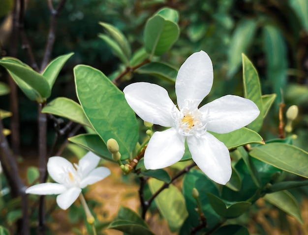 Fivepetaled white jasmine flowers are bloomingwhite colorsmall five petals with yellow pollen