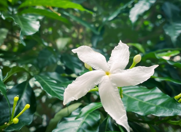 Fivepetaled white jasmine flowers are bloomingwhite colorsmall five petals with yellow pollen