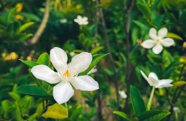 Fivepetaled white jasmine flowers are bloomingwhite colorsmall five petals with yellow pollen