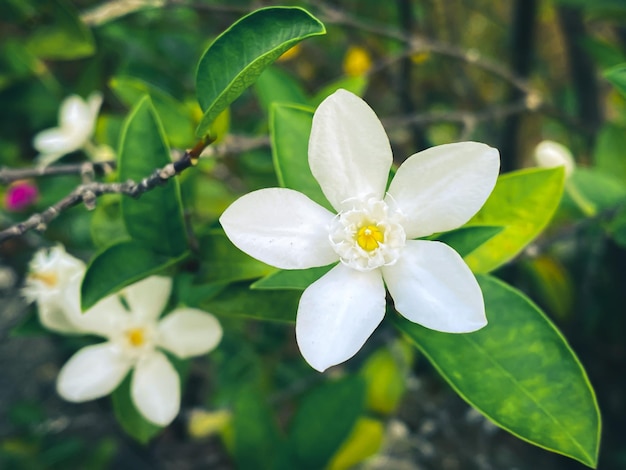 Fivepetaled white jasmine flowers are bloomingwhite colorsmall five petals with yellow pollen