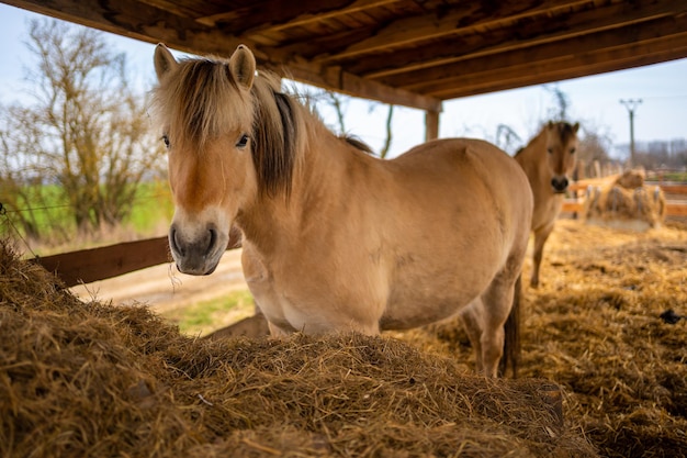 The fjord horse or norwegian fjord horse horse in a stable eating hay