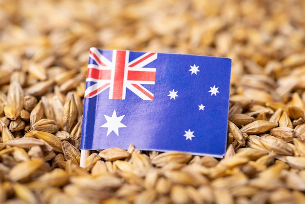 Flag of Australia on grain of barley Concept of growing barley in Australia export to other countries