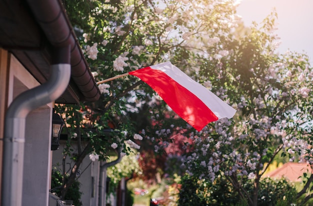 A flag of Poland Polish flag waving