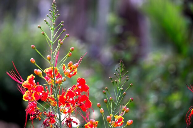 Flamboyant and The Flame Tree Royal Poinciana with bright orange flowers in the park