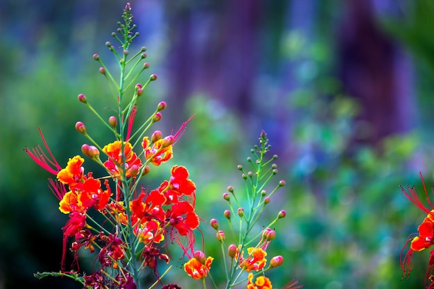 Flamboyant and The Flame Tree Royal Poinciana with bright orange flowers in the park