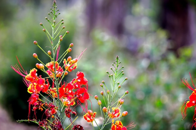 Flamboyant and The Flame Tree Royal Poinciana with bright orange flowers  during Springtime