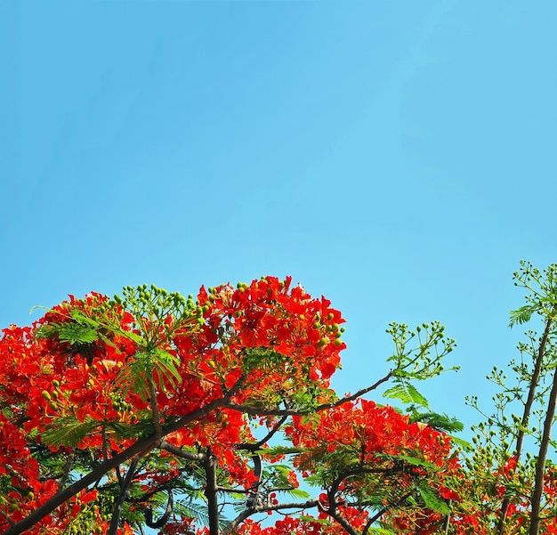 Flamboyant tree or phoenix flower a kind of urban tree that bloom bright red flowers in summer season beautiful blossom on branch of tree from bottom view