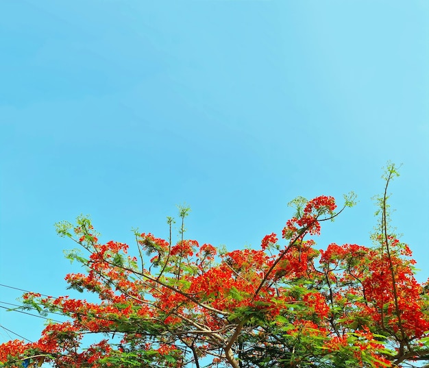 Flamboyant tree or phoenix flower a kind of urban tree that bloom bright red flowers in summer season beautiful blossom on branch of tree from bottom view