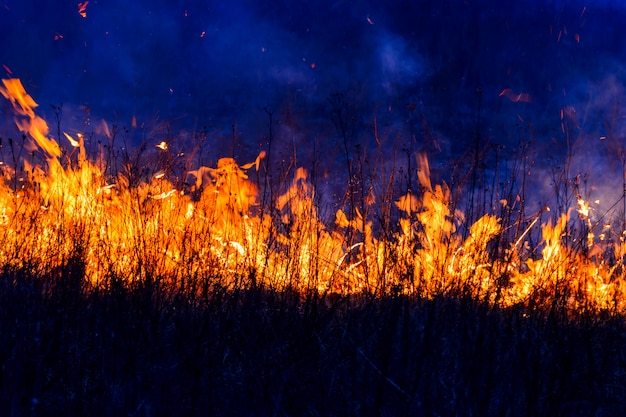 Flame lights burn grass