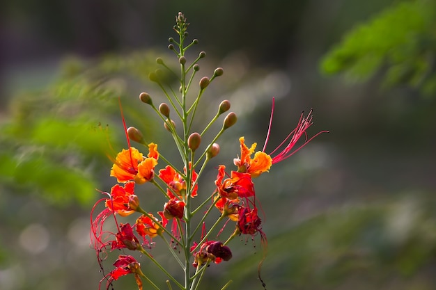 The Flame Tree Royal Poinciana Delonix regia is a  bright orange flowers species of flowering plan