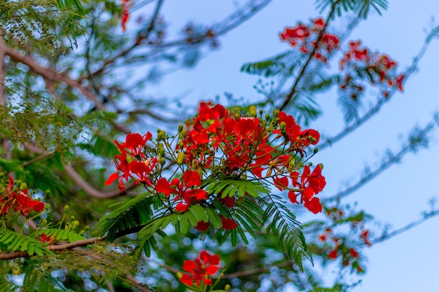 The Flame Tree and Royal Poinciana is a beautiful flower