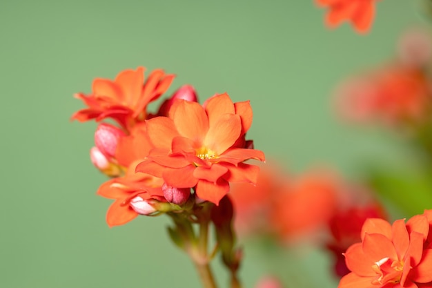 Flaming Katy Red Flower of the species Kalanchoe blossfeldiana with selective focus