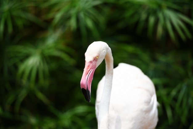 Flamingo bird white beautiful at lake river nature forest tropical animals Greater Flamingo