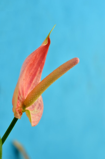 Photo flamingo flower anthurium