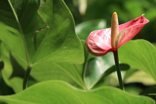 Flamingo flower in nature