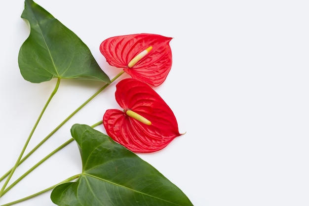 Flamingo flower or pigtail anthurium