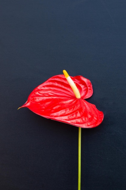 Flamingo flower or pigtail anthurium