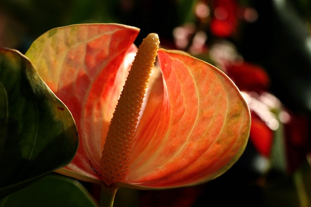 Flamingo Flower