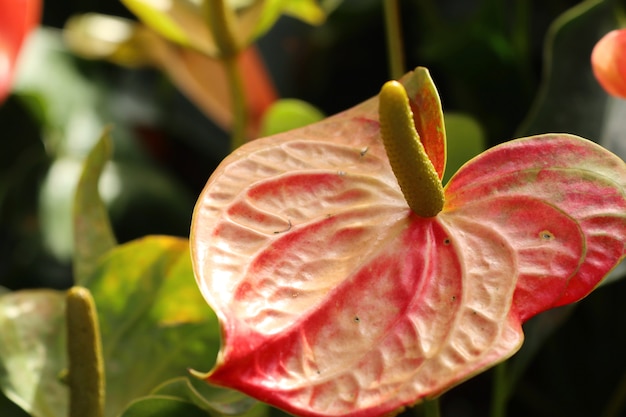 Flamingo Flower