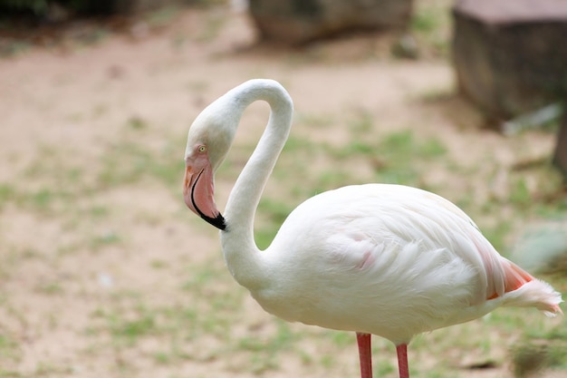 The flamingo is beautiful and cute in garden