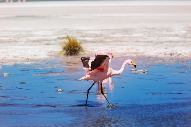 Flamingo in the lake of Bolivian Altiplano