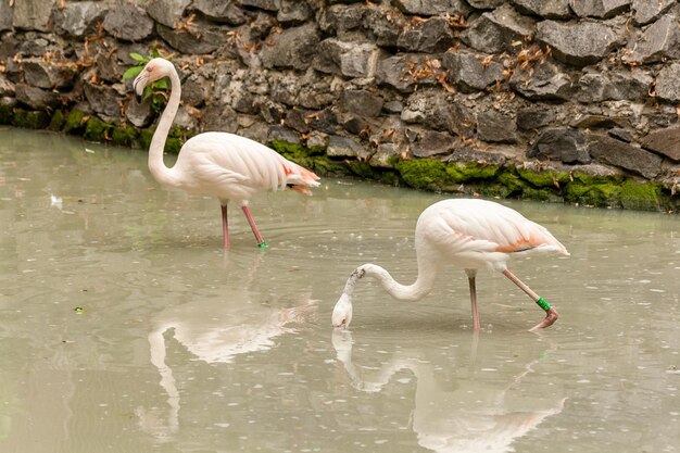 Flamingo on the lake drinking water