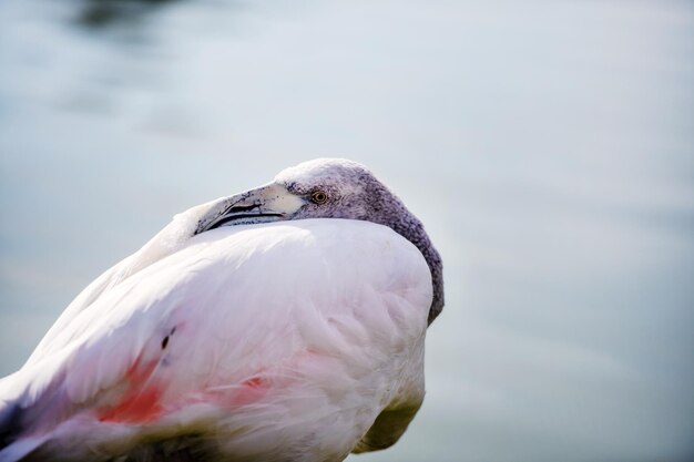 Flamingo in the lake