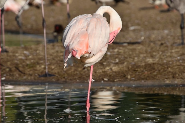 A flamingo with a pink leg stands in the water