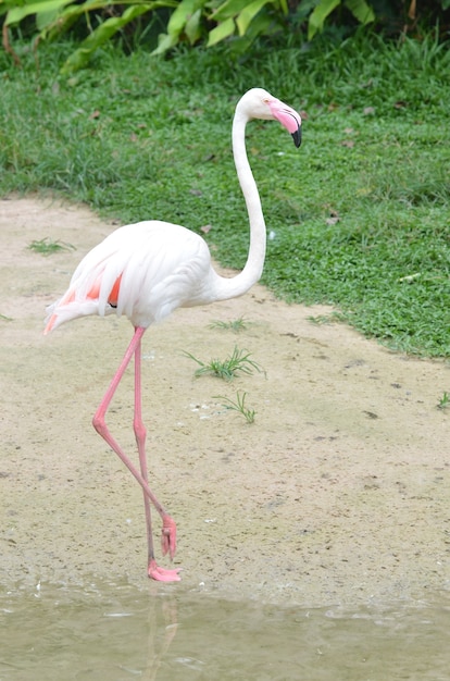 Flamingo