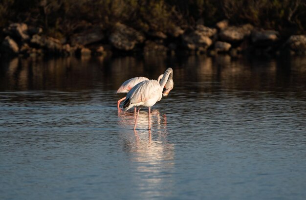 Flamingoes grooming on a lake in Majorca