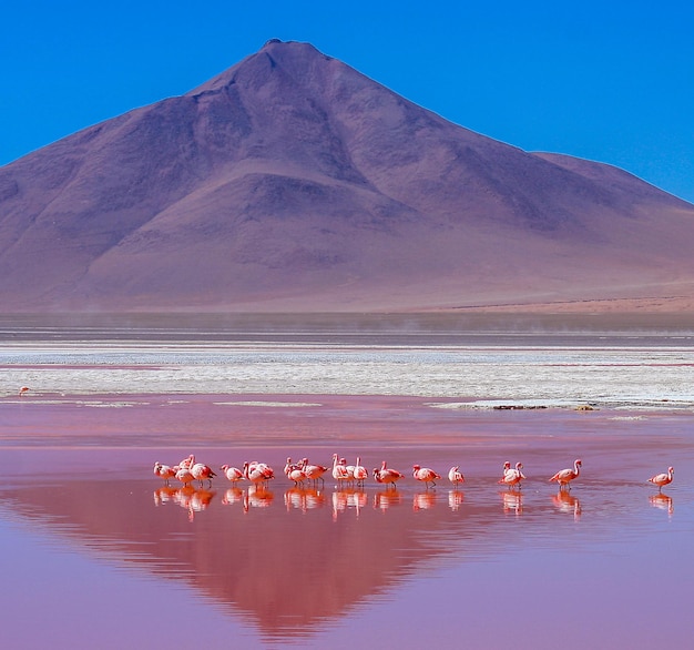 Flamingoes On Laguna Colorada