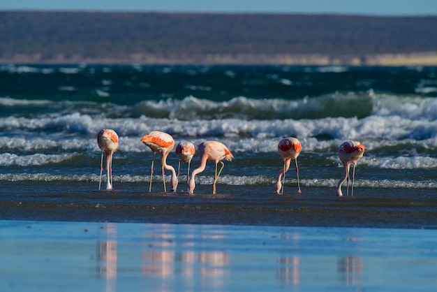 Flamingos feeding on a beachPeninsula Valdes Patagonia Argentina