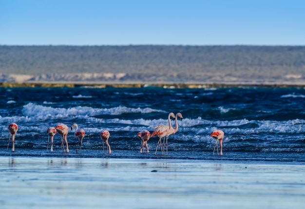 Flamingos feeding at low tidePeninsula ValdesPatagonia Argentina