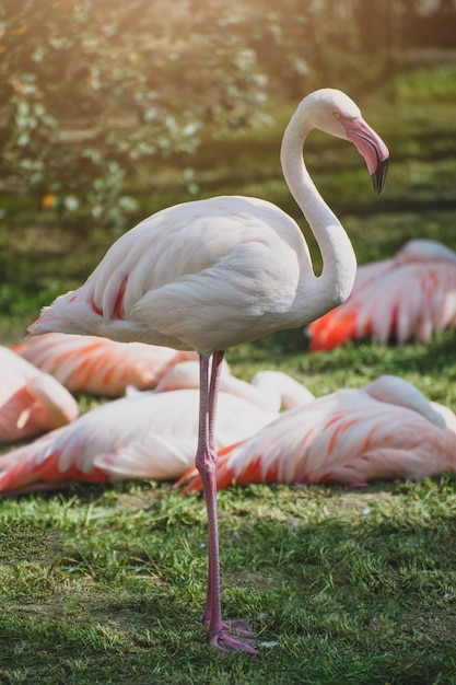 Flamingos or flamingoes at sunset. Bird in the family Phoenicopteridae.