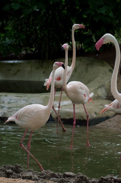 Flamingos group standing in the water. Thailand national park.