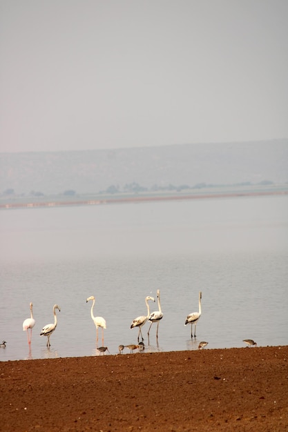 Flamingos in Krishna River Near Bagalkot